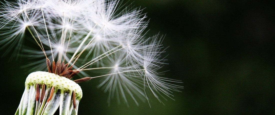 Qu'est-ce qu'une allergie ?