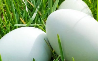 Quels types de tests d’allergie alimentaires privilégier ?